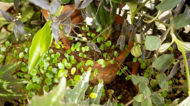 How to Blend the Perfect Well-Draining Aroid Soil Mix: Perlite, Orchid Bark, and Peat Alternatives Well-Draining Aroid Soil Mix
