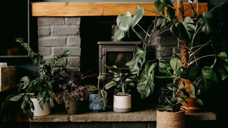 Bottom Watering Houseplants: Capillary Physics, Salt Flushing, and Hypoxia Prevention bottom watering houseplants capillary