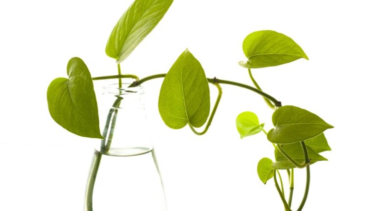 Calathea Tap Water Toxicity: Fluoride Mineral Burns, Distilled Water, and Crispy Edges calathea tap water fluoride burns