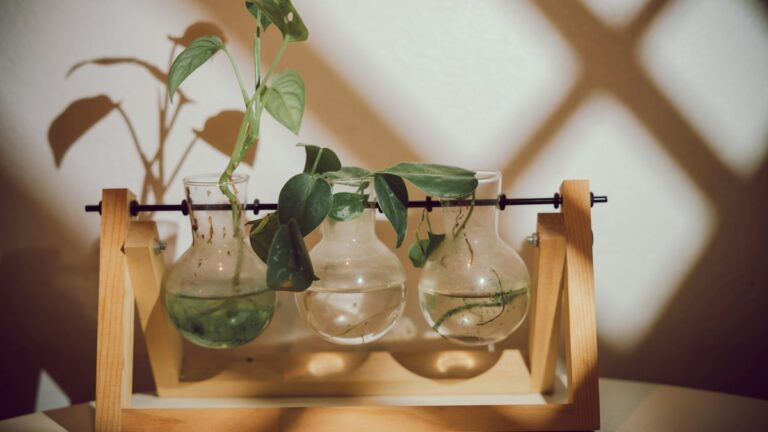 The Complete Water Propagation Guide: Rooting Monsteras, Pothos, and Philodendrons in Jars Water Propagation Guide