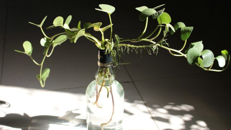 Creating a Humid Microclimate Indoors: Pebble Trays, Grouping, and Ultrasonic Humidifiers Humid Microclimate Indoors
