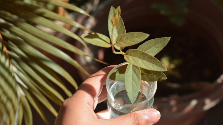 Diagnosing Yellowing Leaves: Root Rot, Overwatering, Nitrogen Deficiency, and Acclimation Diagnosing Yellowing Leaves