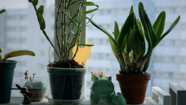 Fungus Gnat Biological Eradication: Bacillus Thuringiensis Israelensis and Yellow Sticky Traps fungus gnat biological eradication bti