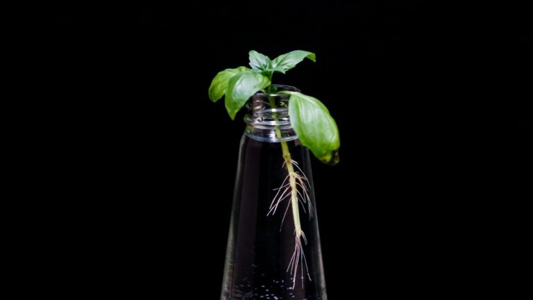 Identifying and Eradicating Spider Mites and Mealybugs: Organic Neem and Castile Soap Treatments Spider Mites and Mealybugs Treatments