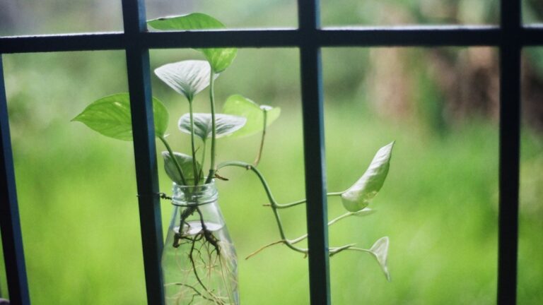 Pothos Leaf Sizing: Moss Pole Climbing vs Trailing Hanging Baskets pothos leaf sizing moss pole