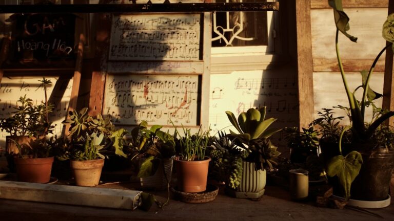 Preventing Pot Shock: Temperature, Light, and Moisture Rules for Newly Repotted Plants Preventing Pot Shock