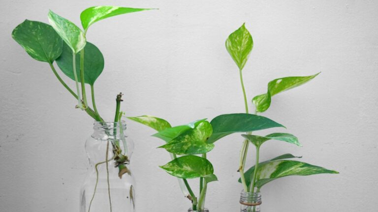 Natural Propagation Boosters Tested