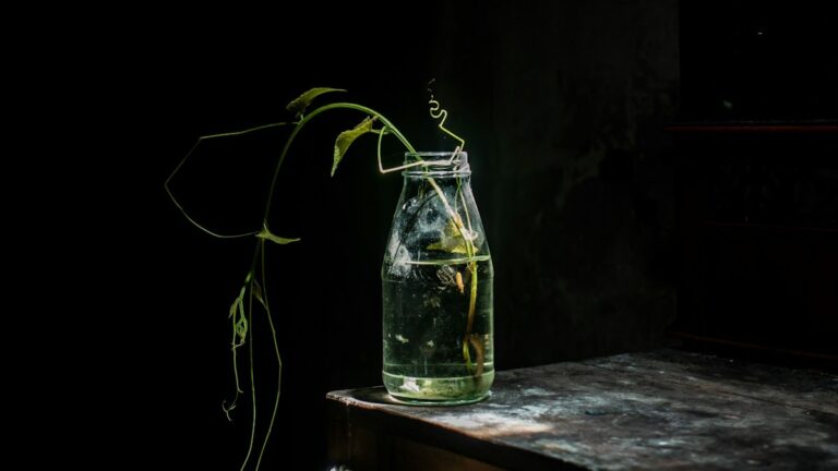 Sansevieria Leaf Cutting Propagation: V-Cut Inversion, Variegation Reversion, and Callusing sansevieria leaf cutting propagation