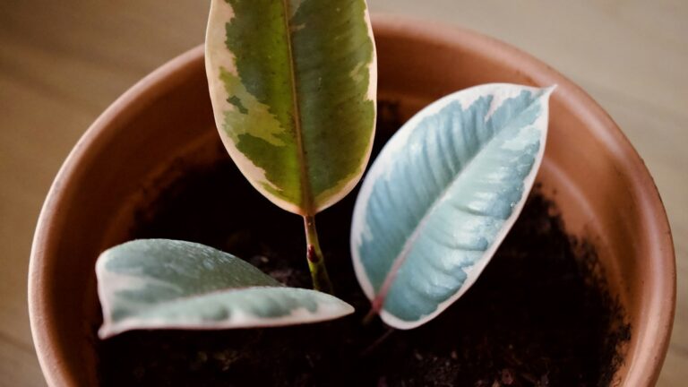 Terracotta vs Glazed Pots: Evaporative Transpiration and Root Zone Respiration terracotta vs glazed pots houseplants