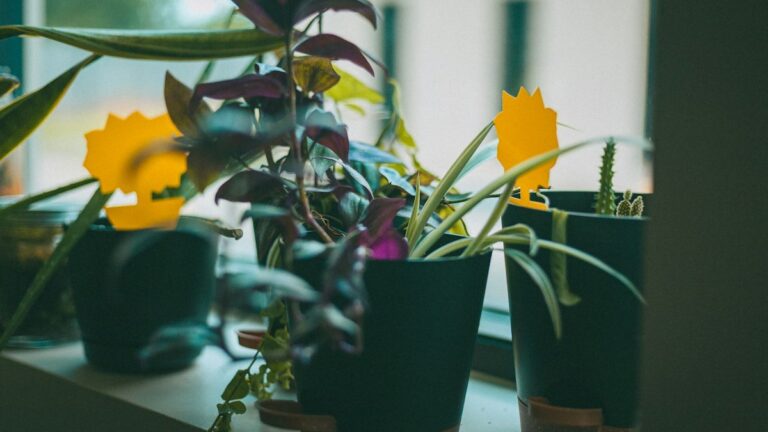 Top 10 Low-Light Indoor Plants That Thrive in Apartments with North-Facing Windows Low-Light Indoor Plants Apartments
