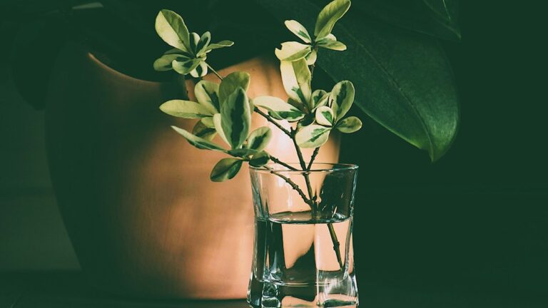 Water Propagation Root Callusing: Node Slicing, Oxygenation, and Rot Prevention water propagation root callusing