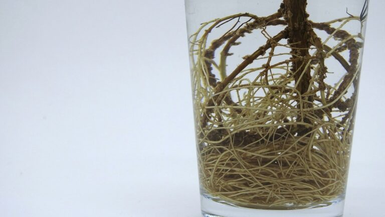 When and How to Repot Rootbound Tropicals: Step-by-Step Root Pruning and Fresh Soil Replenishment Repot Rootbound Tropicals