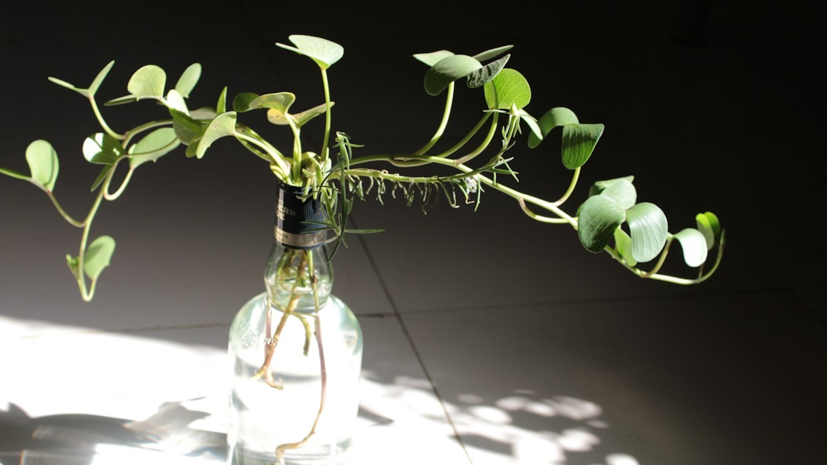 alocasia corm water sprouting - Detailed step-by-step practical implementation overview