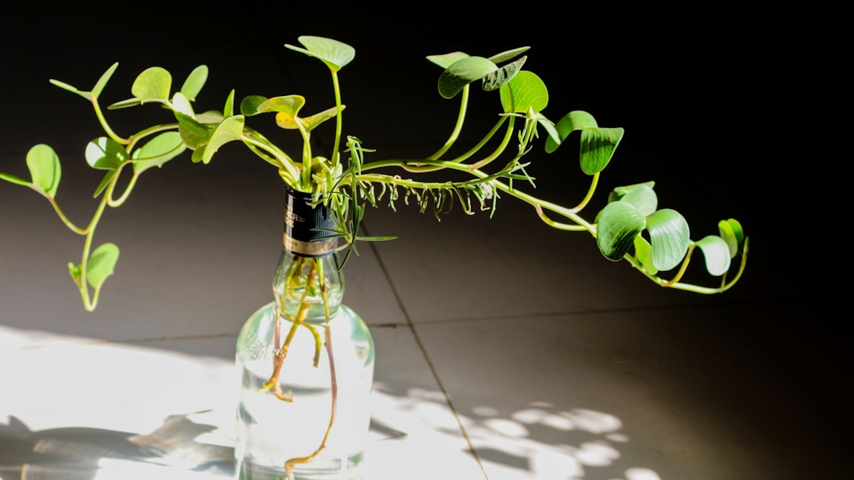 Indoor Plant Shelf with Grow Lights - Detailed step-by-step practical implementation overview