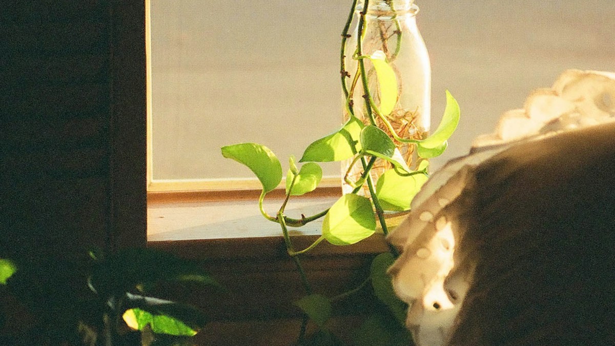 calathea tap water fluoride burns - Detailed step-by-step practical implementation overview