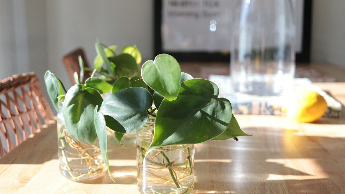 Water Propagation Guide - Detailed step-by-step practical implementation overview