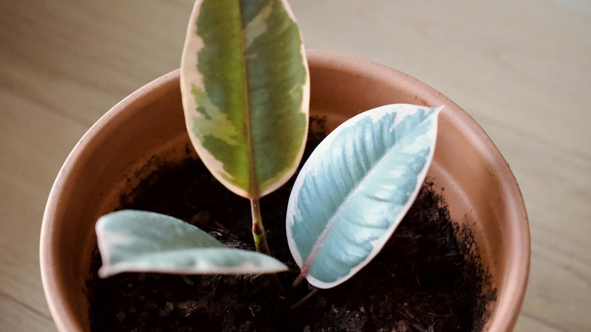 Diagnosing Yellowing Leaves - Detailed step-by-step practical implementation overview