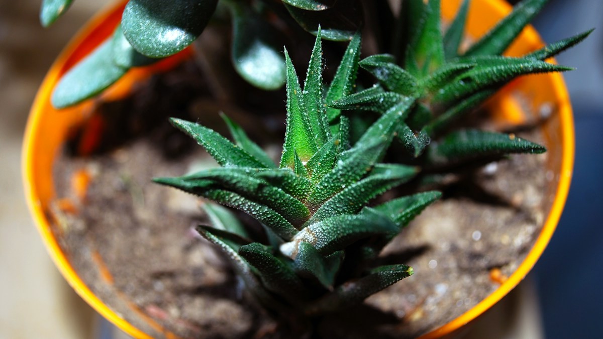 fungus gnat biological eradication bti - Detailed step-by-step practical implementation overview