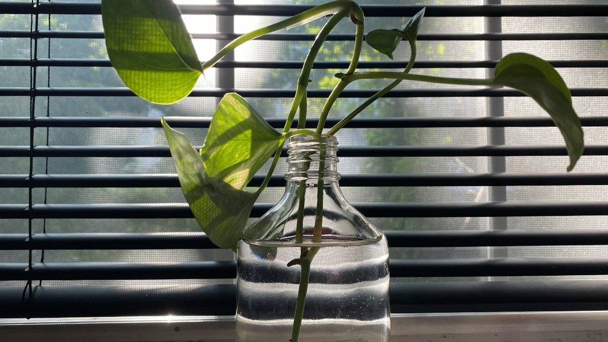 Houseplant Care 101 - Detailed step-by-step practical implementation overview