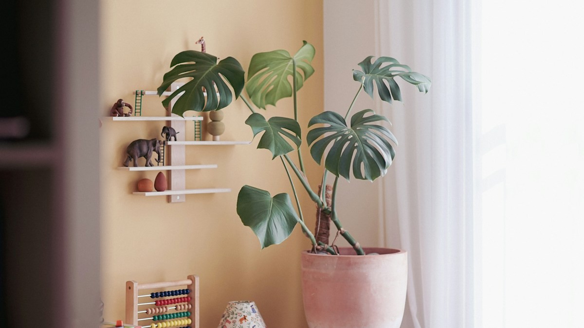 monstera deliciosa aerial roots - Detailed step-by-step practical implementation overview