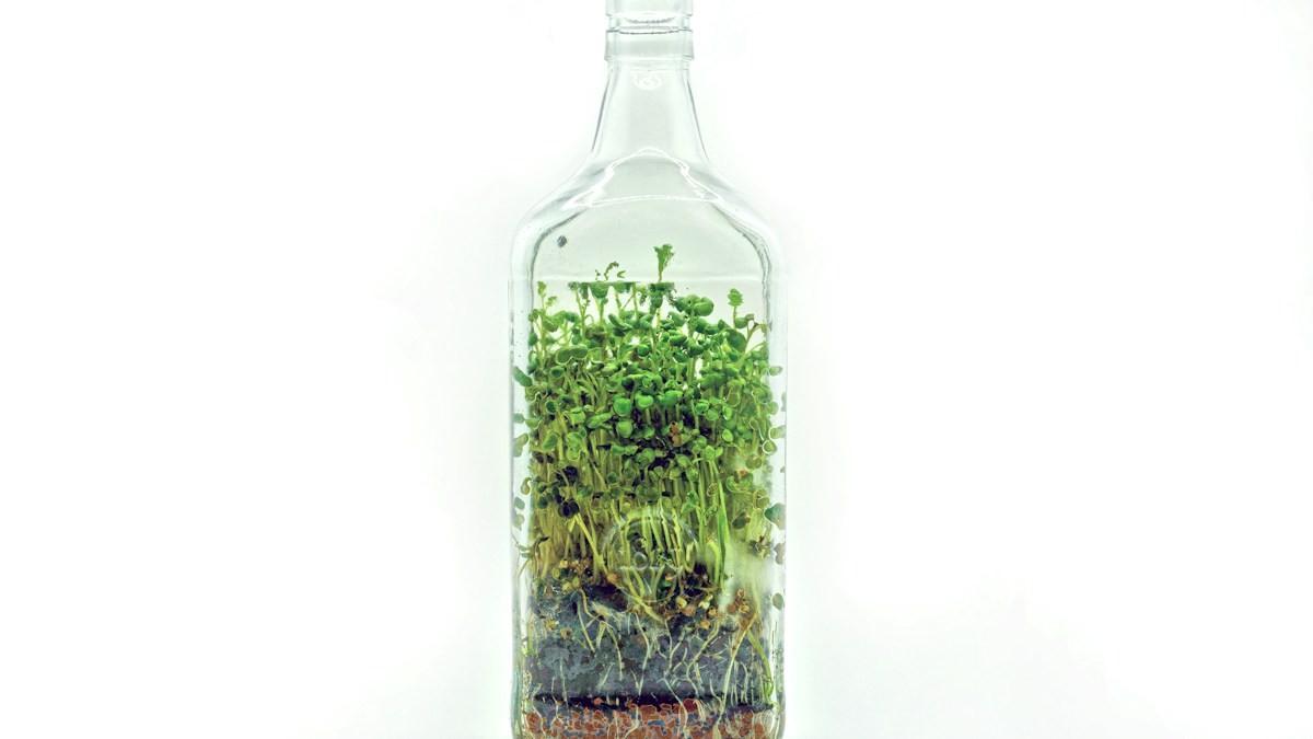 pothos leaf sizing moss pole - Detailed step-by-step practical implementation overview