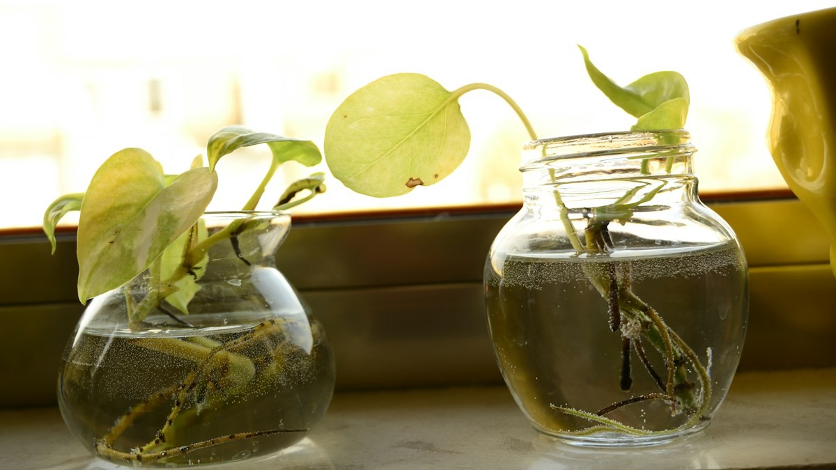 sansevieria leaf cutting propagation - Detailed step-by-step practical implementation overview