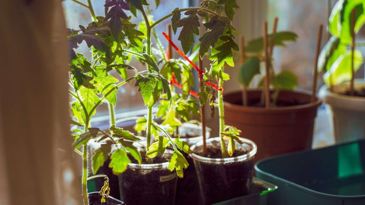 terracotta vs glazed pots houseplants - Detailed step-by-step practical implementation overview
