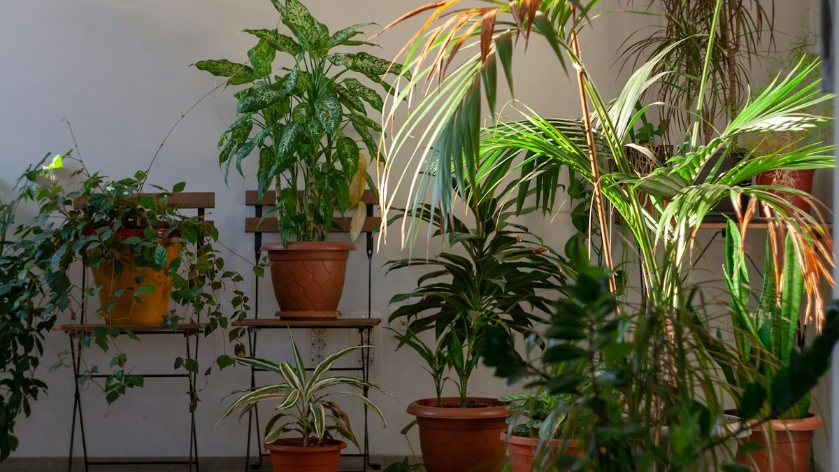 Low-Light Indoor Plants Apartments - Detailed step-by-step practical implementation overview