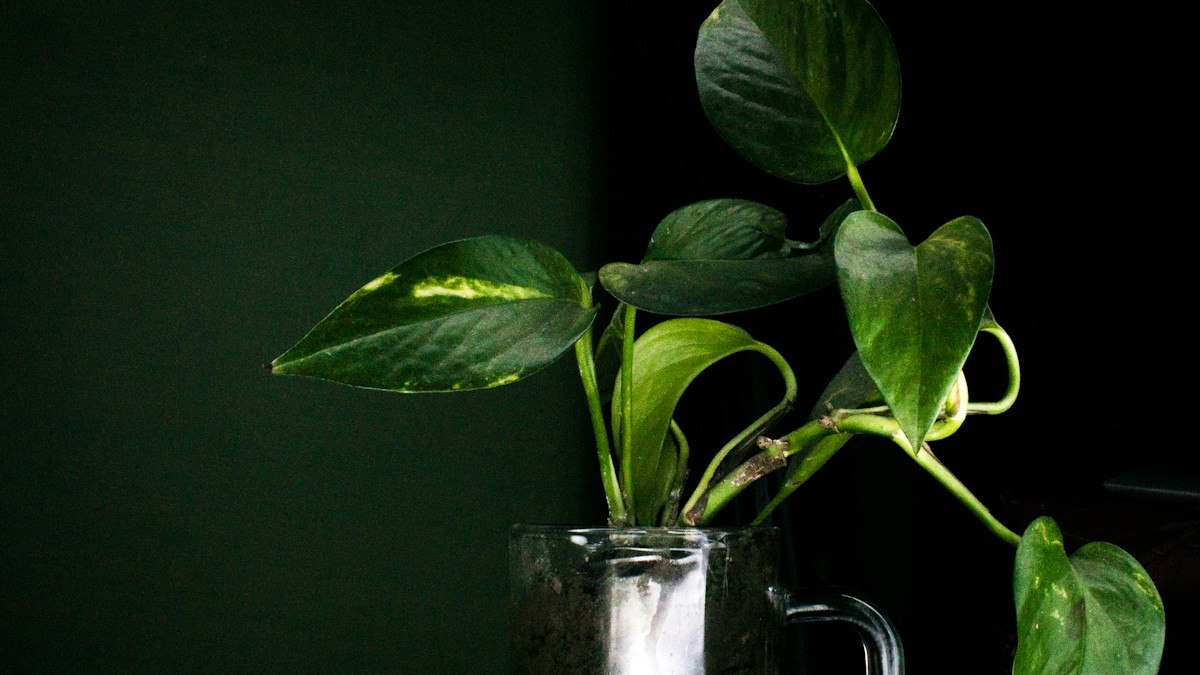 Repot Rootbound Tropicals - Detailed step-by-step practical implementation overview