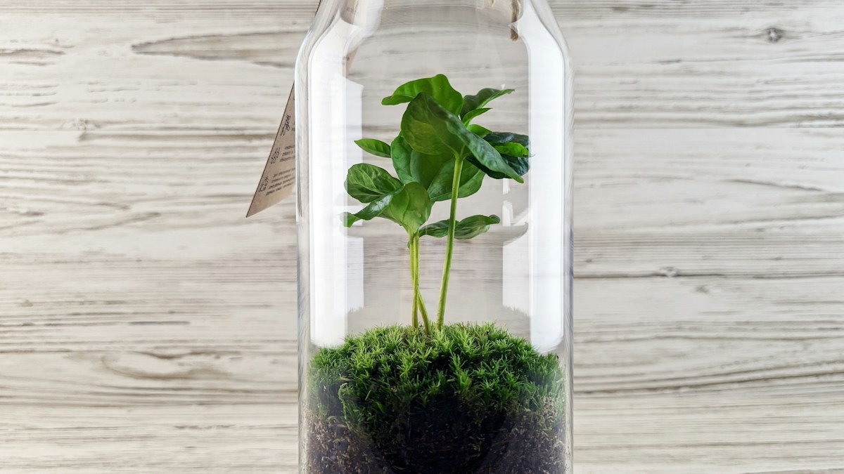 winter houseplant dormancy cold draft - Detailed step-by-step practical implementation overview